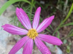 -新虹桥中心花园