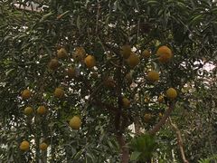 -国家植物园南园