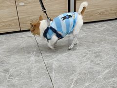 -艾贝尔宠物医院·宠保定点·超声绝育·免疫点(樱花路店)