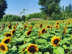 -长白岛森林公园