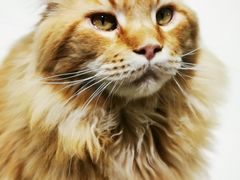 -藏猫猫咖啡主题馆(中央大道店)