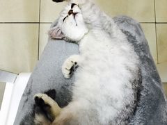 -芭比堂宠物医院·全科爱猫医院·仁德分院