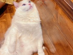-绒爪撸猫下午茶·猫咖