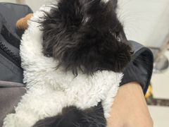 -派美特宠物医院·核磁CT·骨科肿瘤·疑难转诊(沈农禾丰店)