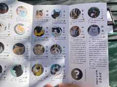 -喵屿·大理花园猫咖