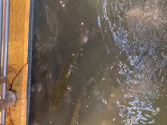 -醉美东江·三文鱼·烧鸡公