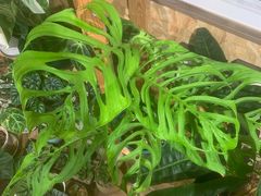 -Rabbit Cafe私房西餐甜点咖啡(栖霞路店)