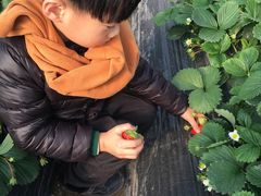 -喜杨洋草莓采摘园