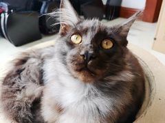 -喵屿·大理花园猫咖