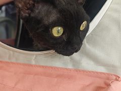 -爱佳宠物中心医院24H·CT·骨外科·猫专科(瑶海万达店)