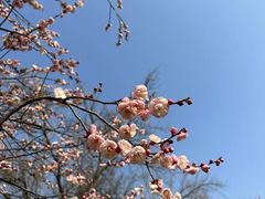 -梅花山(明孝陵内)