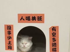 -楼上猫咖(罗湖店)
