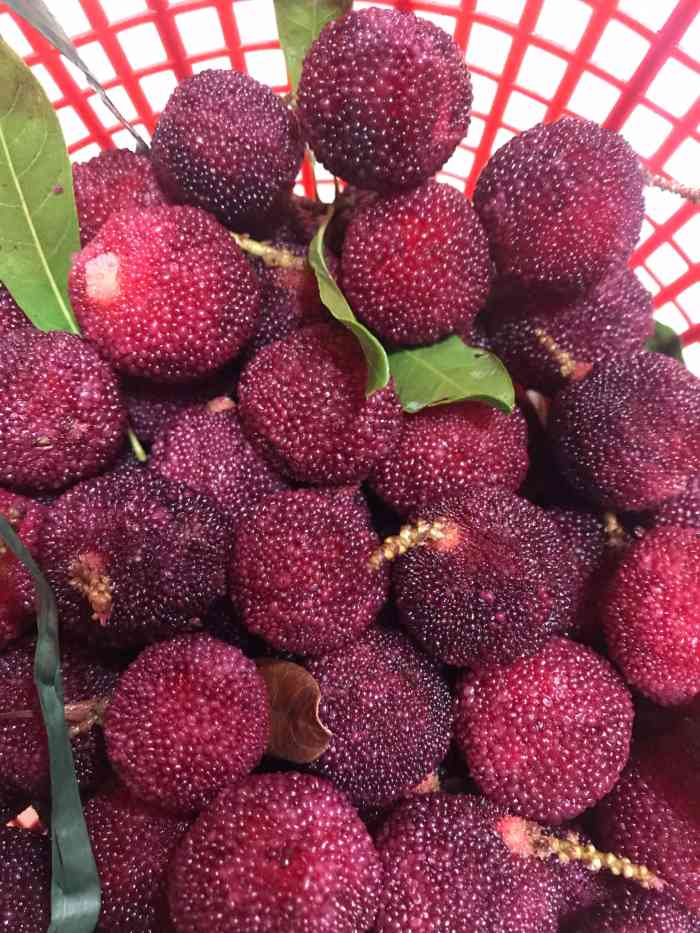 茶山丁岙杨梅-"每年都要去摘杨梅,一边走一边吃的快乐,什.