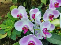 -石家庄市植物园