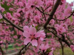 -东升八家郊野公园
