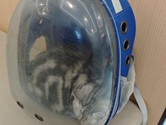 -瑞派·关忠动物医院·猫专科·犬专科(三环新城店)