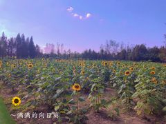 -杭州湾海上花田景区