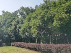 -大塘金香草谷