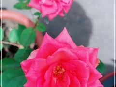 -玛尚诺意式餐厅(新达汇三林店)