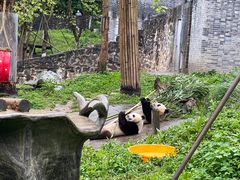 -都江堰中华大熊猫苑