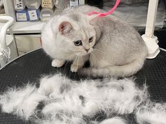 -1013 PET SHOP 宠物商店(近铁城市广场店)