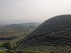 -龙坞茶村