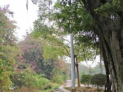 -王借岗森林公园