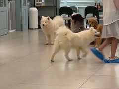 -安格丽娜·狗咖·猫咖羊驼咖(春熙路百盛商场店)