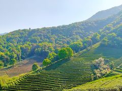 -龙坞茶村