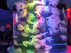 -太平洋海底世界