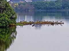 -海珠湖公园