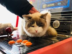 -小鱼草莓采摘园农家乐·小鱼餐厅