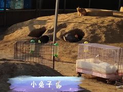 -前小桔亲子创意农场·草莓采摘·露营烧烤
