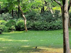 -金花茶公园