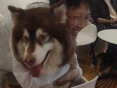 -Let's go狗咖·猫咖·奶狗·桌游(春熙路IFS店)