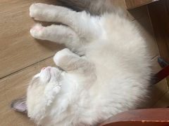 -lincat·猫舍(广州店)
