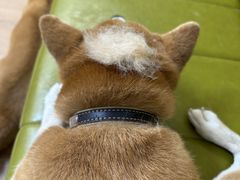 -是阿柴呀！柴犬咖啡·爱喵喵猫咖
