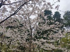 -南山植物园