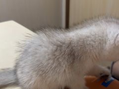 -宠颐生宠物医院外科·内科·皮肤科·影像科(石龙店)