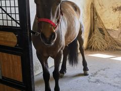 -北京群众马术培训基地