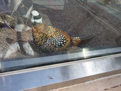 -青藏高原野生动物园