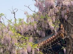 -北京国子监胡同
