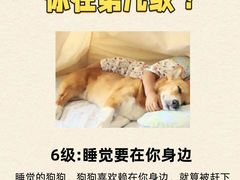 -翊宠yipet猫狗购宠庄园犬舍•猫舍