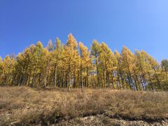 -塞罕坝国家级自然保护区