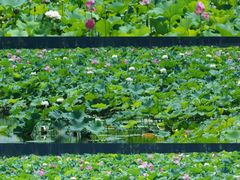 -荷塘月色湿地公园·向阳花洲
