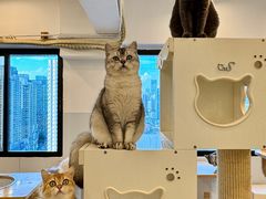 -有喵·猫咖·狗咖·30几只猫10只小狗(岗厦店)