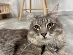 -楼上猫咖(罗湖店)