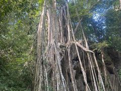 -中国科学院西双版纳热带植物园