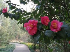 -华南国家植物园-售票处