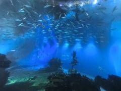 -海棠湾洲际-涛·海底餐厅·美人鱼·自助餐·海底隧道